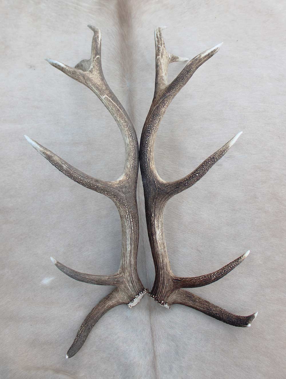 Groot paar EDELHERT GEWEI  AFWERPSTANGEN - 12-ender - 4,5 kg - 93 cm