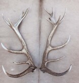 Groot paar EDELHERT GEWEI  AFWERPSTANGEN - ong. 18-ender - 3,8 kg - 81 cm