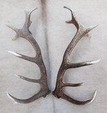 Groot paar EDELHERT GEWEI  AFWERPSTANGEN - ong. 18-ender - 3,8 kg - 81 cm