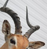 Decoratieve opgezette KOP IMPALA ANTILOPE met sierlijke hoorns