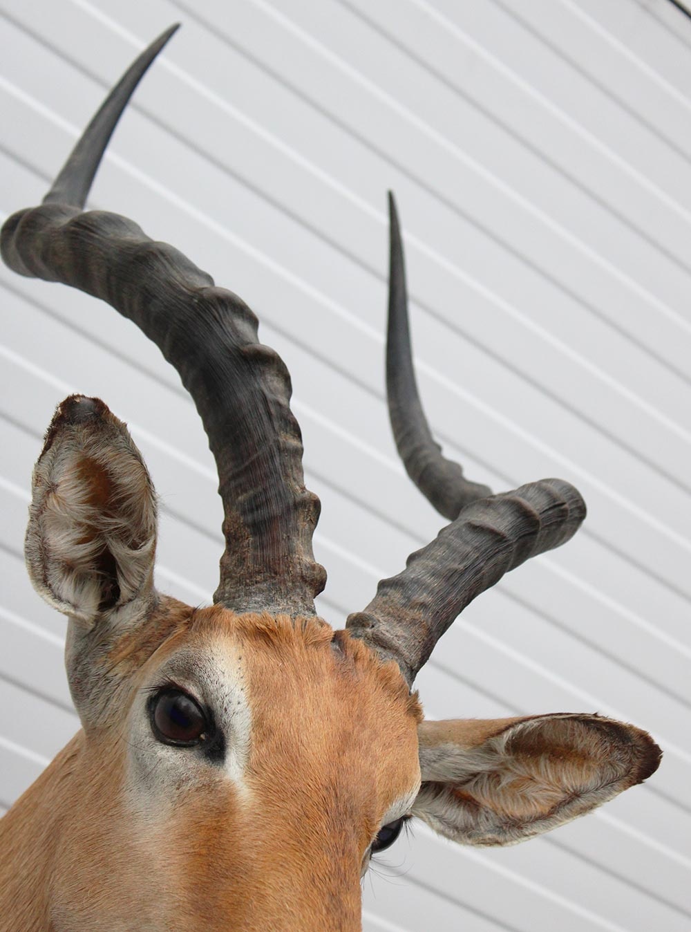 Decoratieve opgezette KOP IMPALA ANTILOPE met sierlijke hoorns
