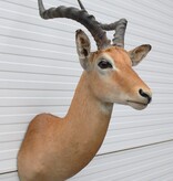 Decoratieve opgezette KOP IMPALA ANTILOPE met sierlijke hoorns