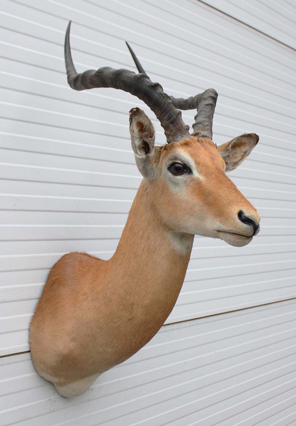 Decoratieve opgezette KOP IMPALA ANTILOPE met sierlijke hoorns