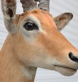Decoratieve opgezette KOP IMPALA ANTILOPE met sierlijke hoorns
