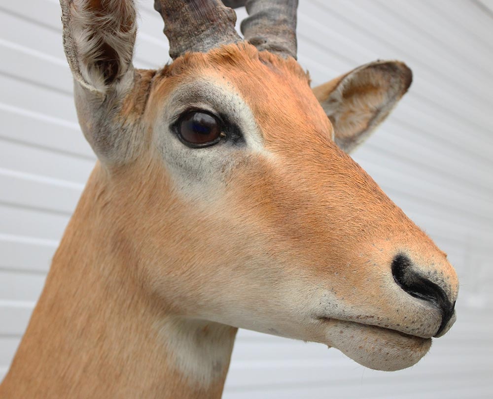 Decoratieve opgezette KOP IMPALA ANTILOPE met sierlijke hoorns