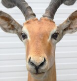 Decoratieve opgezette KOP IMPALA ANTILOPE met sierlijke hoorns