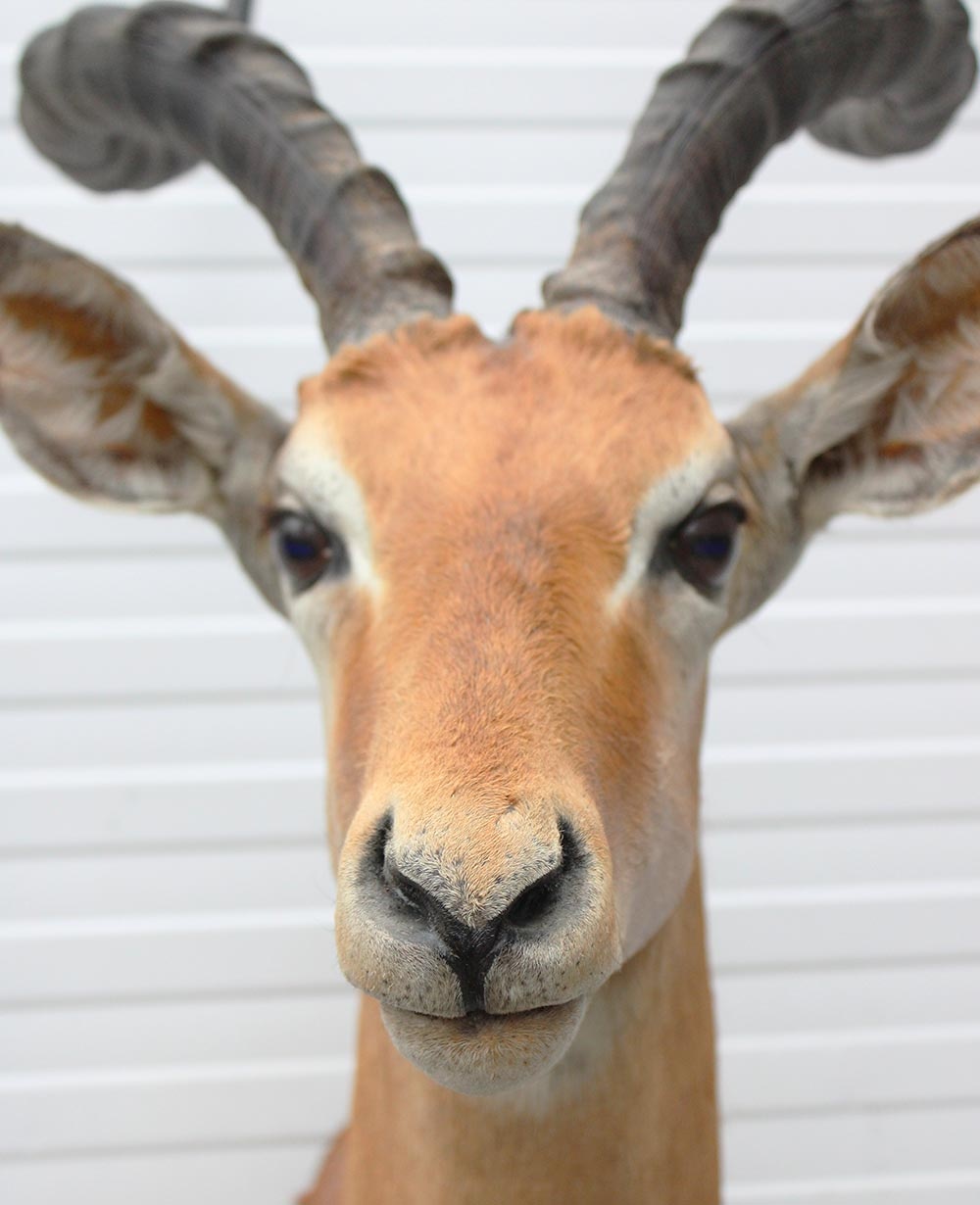 Decoratieve opgezette KOP IMPALA ANTILOPE met sierlijke hoorns