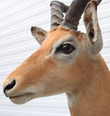 Decoratieve opgezette KOP IMPALA ANTILOPE met sierlijke hoorns