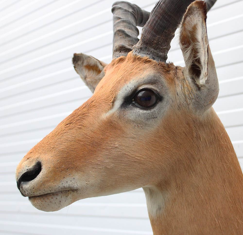 Decoratieve opgezette KOP IMPALA ANTILOPE met sierlijke hoorns