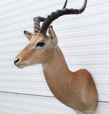 Decoratieve opgezette KOP IMPALA ANTILOPE met sierlijke hoorns