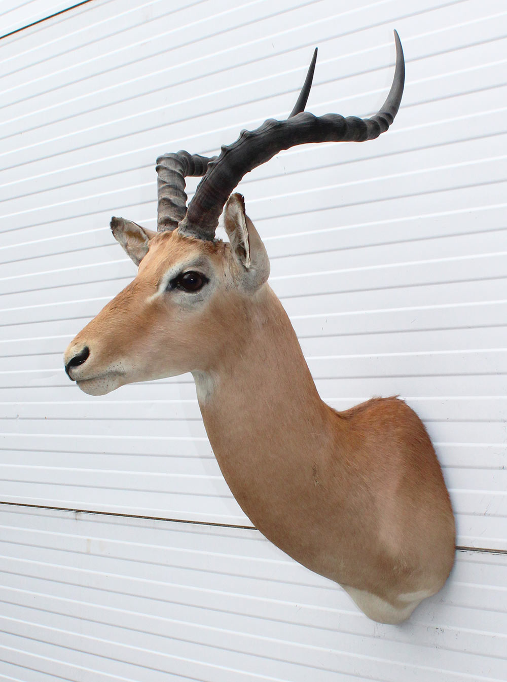 Decoratieve opgezette KOP IMPALA ANTILOPE met sierlijke hoorns