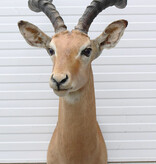 Decoratieve opgezette KOP IMPALA ANTILOPE met sierlijke hoorns