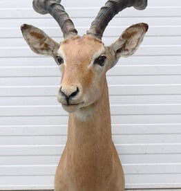 Decoratieve opgezette KOP IMPALA ANTILOPE