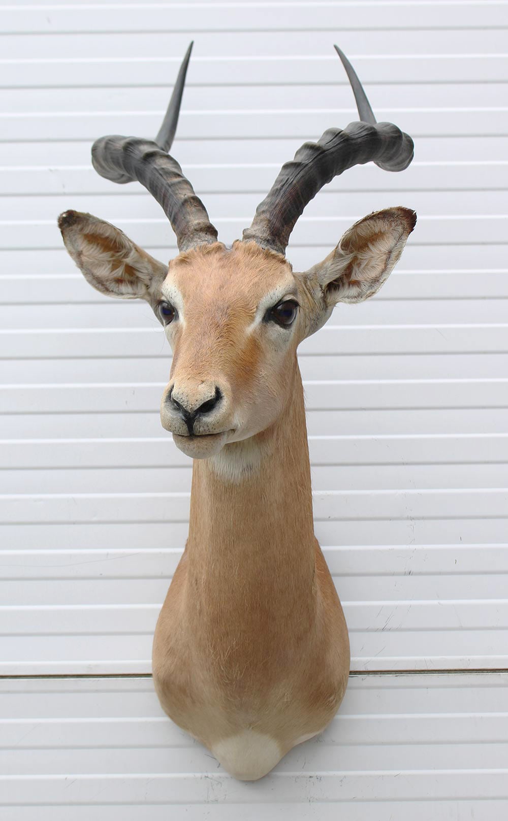 Decoratieve opgezette KOP IMPALA ANTILOPE met sierlijke hoorns