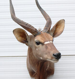 Decoratieve opgezette KOP NYALA ANTILOPE met sierlijke hoorns
