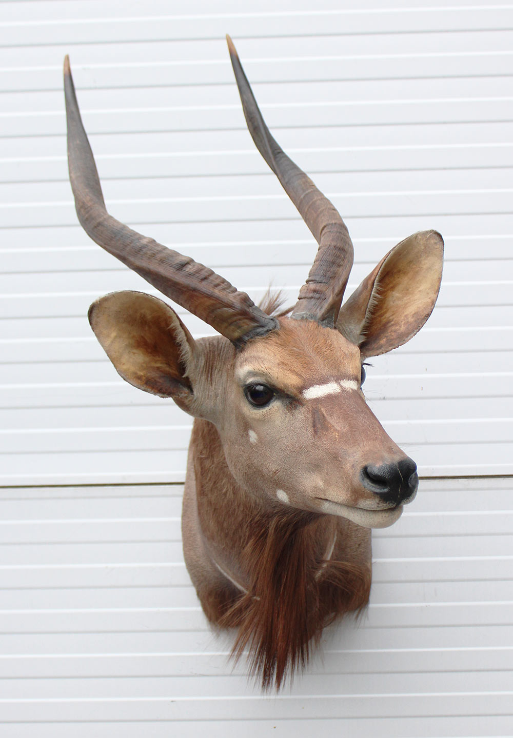 Decoratieve opgezette KOP NYALA ANTILOPE met sierlijke hoorns