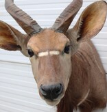 Decoratieve opgezette KOP NYALA ANTILOPE met sierlijke hoorns
