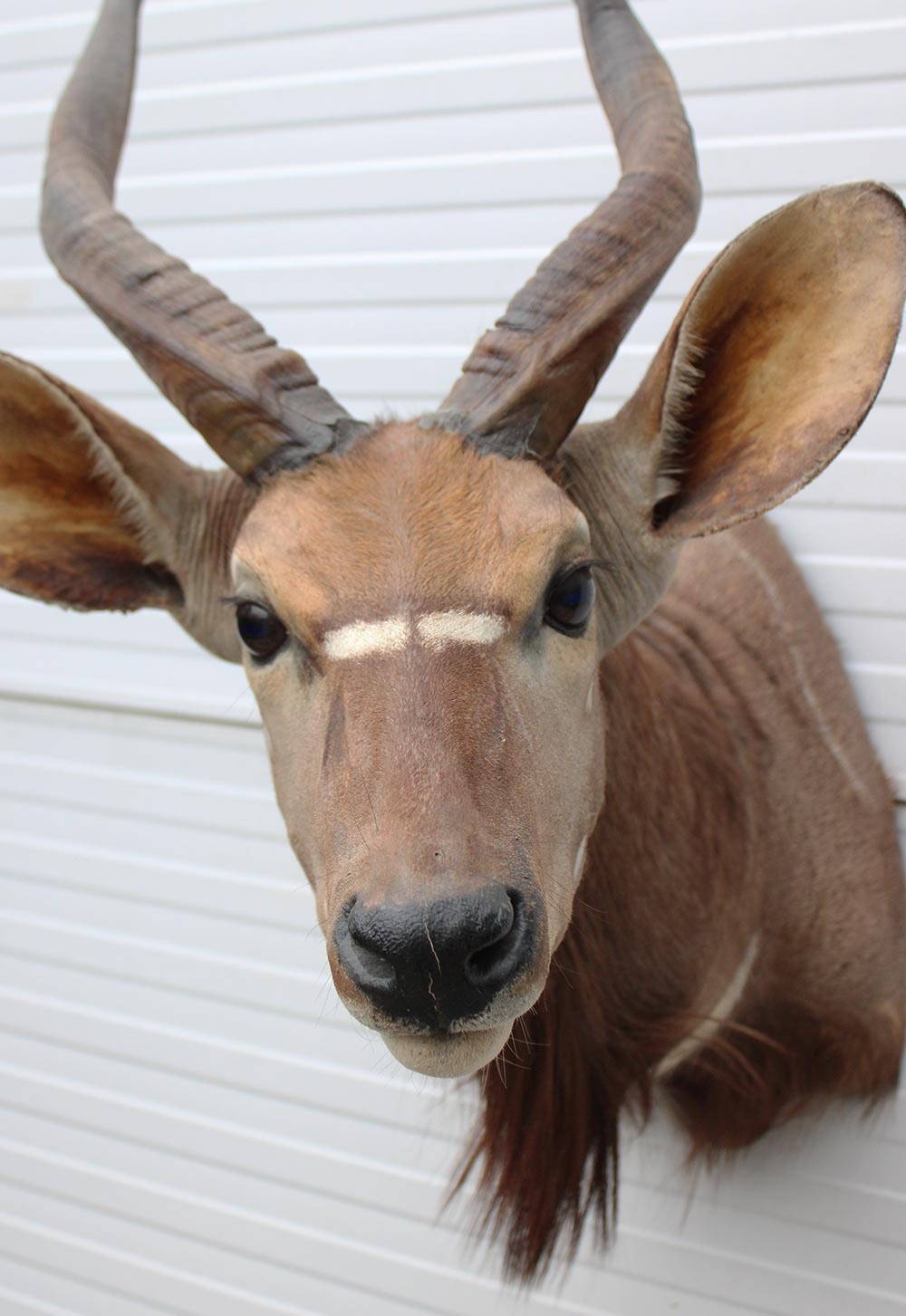 Decoratieve opgezette KOP NYALA ANTILOPE met sierlijke hoorns