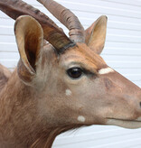 Decoratieve opgezette KOP NYALA ANTILOPE met sierlijke hoorns