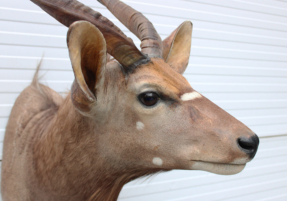 Decoratieve opgezette KOP NYALA ANTILOPE met sierlijke hoorns