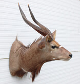 Decoratieve opgezette KOP NYALA ANTILOPE met sierlijke hoorns