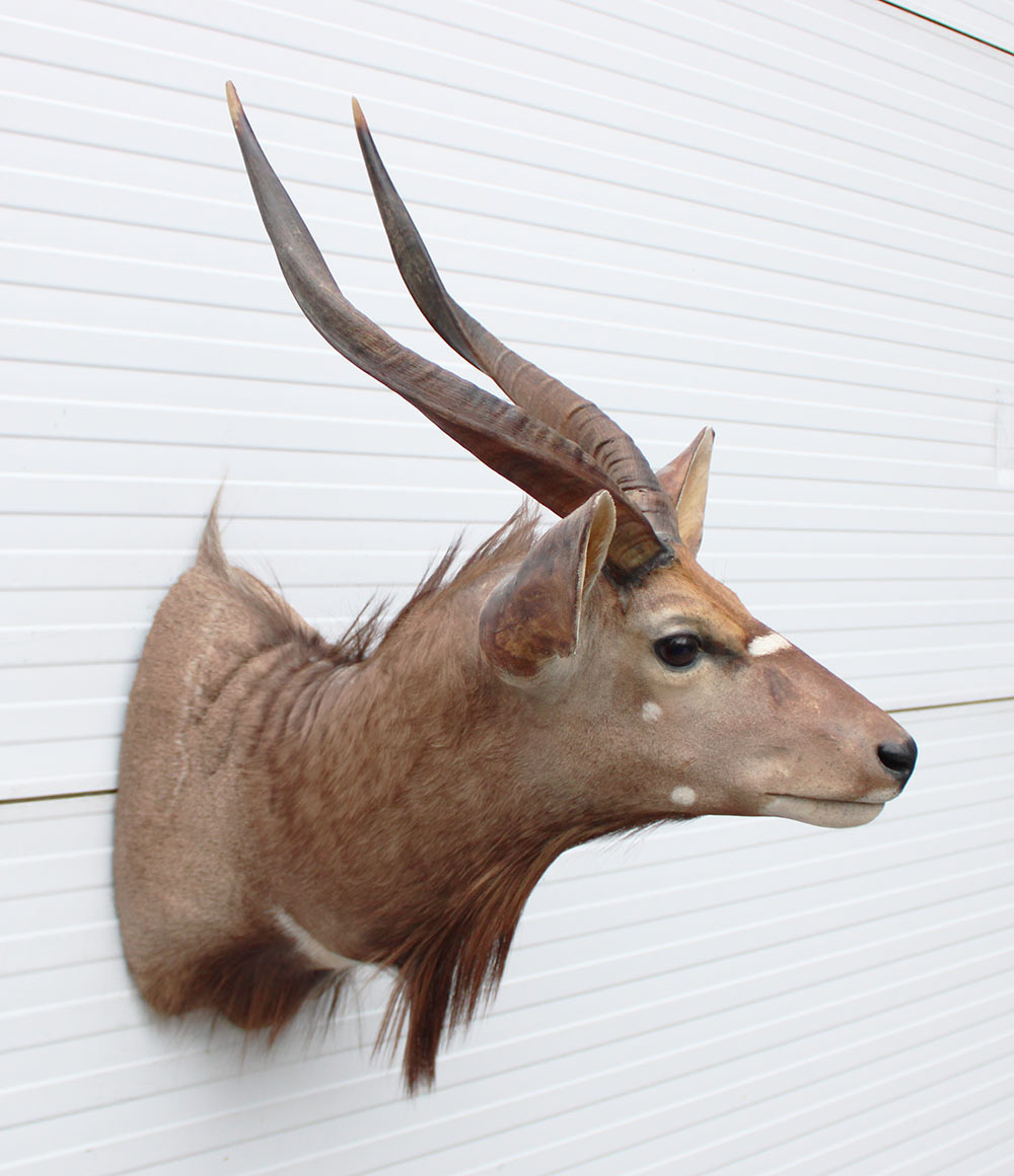Decoratieve opgezette KOP NYALA ANTILOPE met sierlijke hoorns