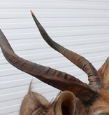 Decoratieve opgezette KOP NYALA ANTILOPE met sierlijke hoorns