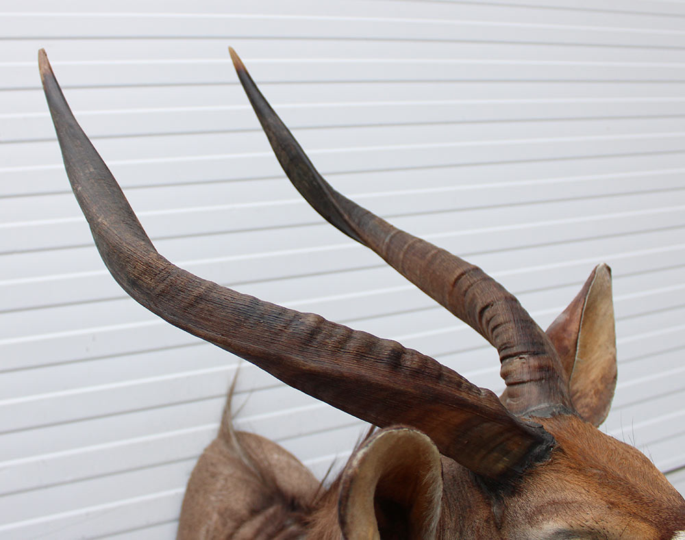 Decoratieve opgezette KOP NYALA ANTILOPE met sierlijke hoorns