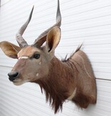 Decoratieve opgezette KOP NYALA ANTILOPE met sierlijke hoorns