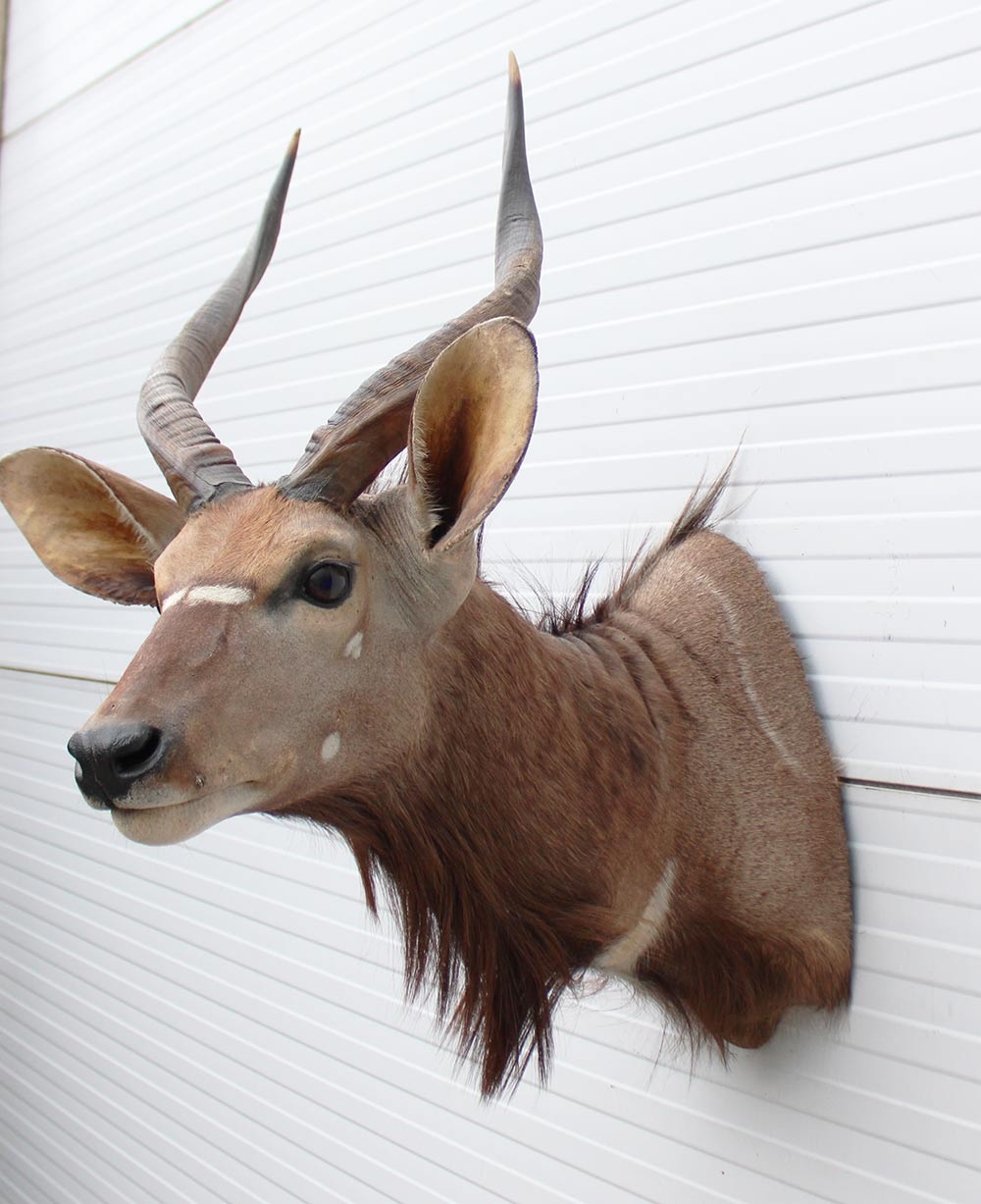 Decoratieve opgezette KOP NYALA ANTILOPE met sierlijke hoorns