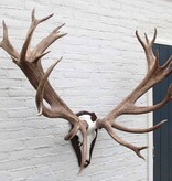 Mega groot EDELHERT GEWEI 32-ender - op aluminium  schedel