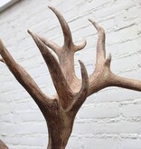 Mega groot EDELHERT GEWEI 32-ender - op aluminium  schedel