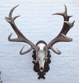 Groot en zwaar EDELHERT GEWEI 16-ender - op bewerkt houten schild