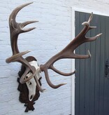 Groot en zwaar EDELHERT GEWEI 16-ender - op bewerkt houten schild