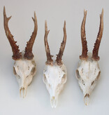 3 x  REE SCHEDEL met kiezen