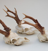 3 x  REE SCHEDEL met kiezen