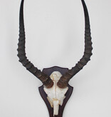 Schedel IMPALA ANTILOPE  op schild
