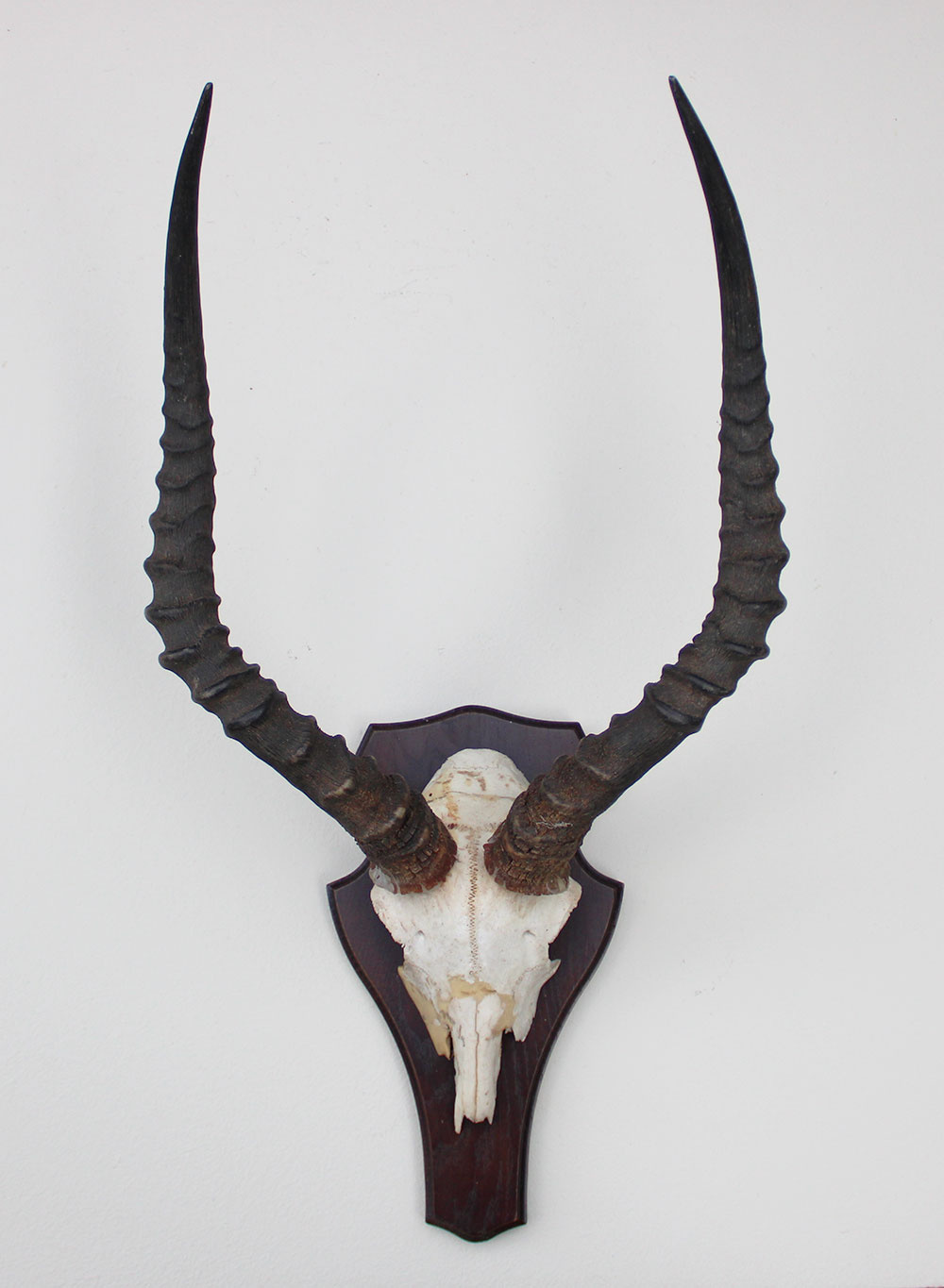 Schedel IMPALA ANTILOPE  op schild