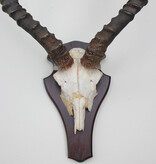 Schedel IMPALA ANTILOPE  op schild