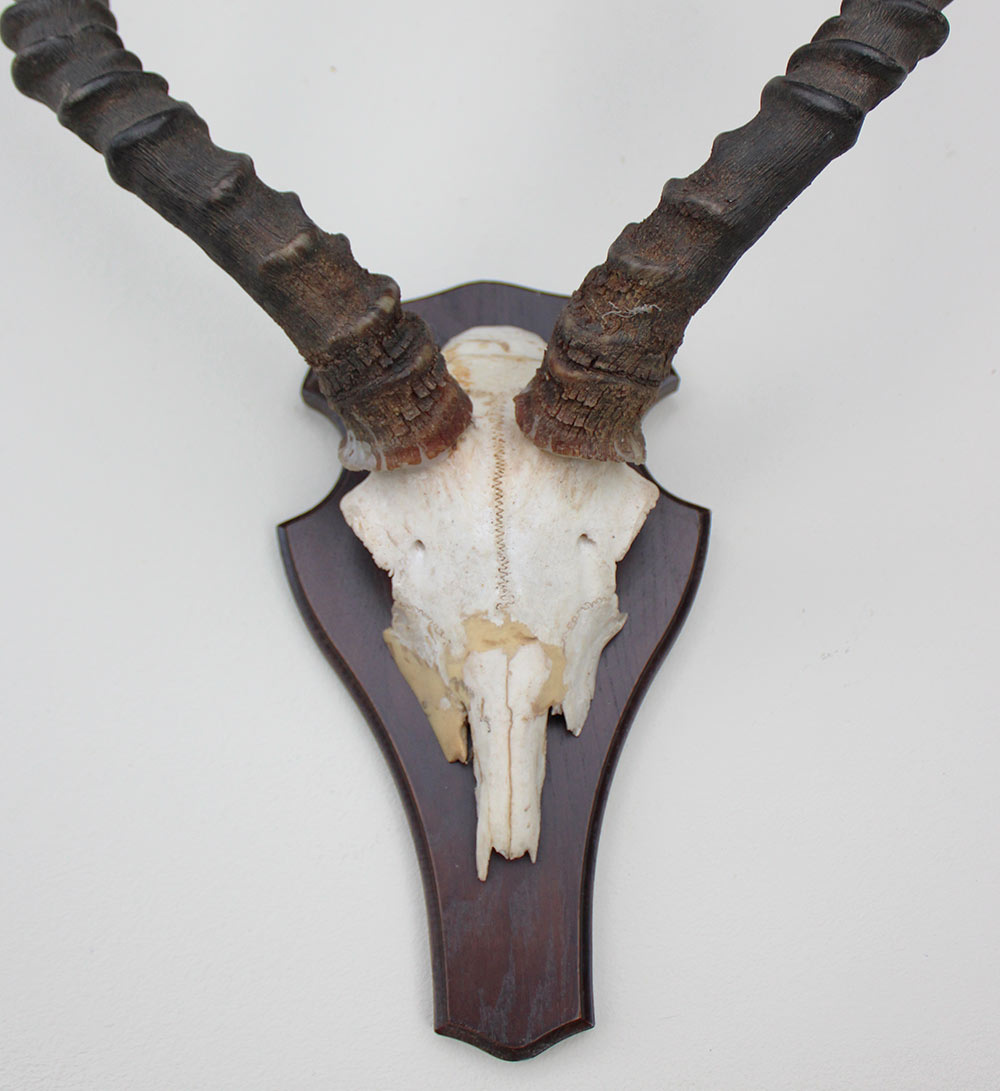 Schedel IMPALA ANTILOPE  op schild
