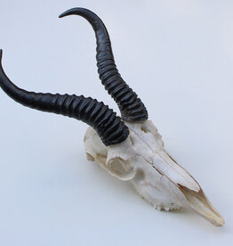 Schedel SPRINGBOK  compleet met kiezen - ref. A