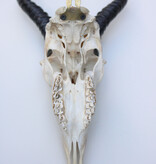 Schedel SPRINGBOK  compleet met kiezen
