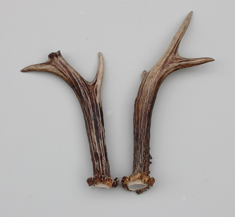 REE GEWEI PAAR 17-22 cm