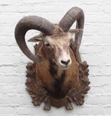 Decoratieve opgezette KOP MOEFLON RAM op bewerkt houten schild