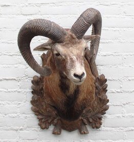 Decoratieve opgezette KOP MOEFLON RAM - ref. B