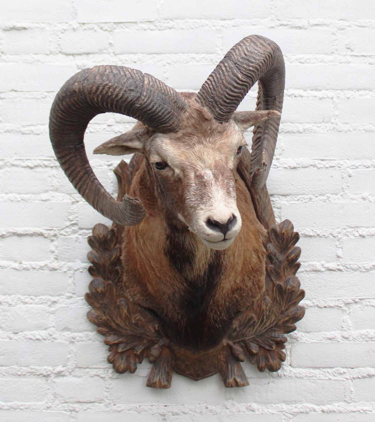 Decoratieve opgezette KOP MOEFLON RAM op bewerkt houten schild