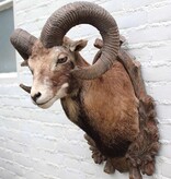 Decoratieve opgezette KOP MOEFLON RAM op bewerkt houten schild