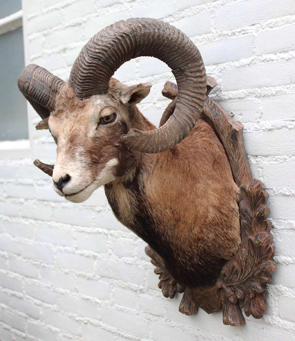 Decoratieve opgezette KOP MOEFLON RAM op bewerkt houten schild