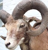 Decoratieve opgezette KOP MOEFLON RAM op bewerkt houten schild
