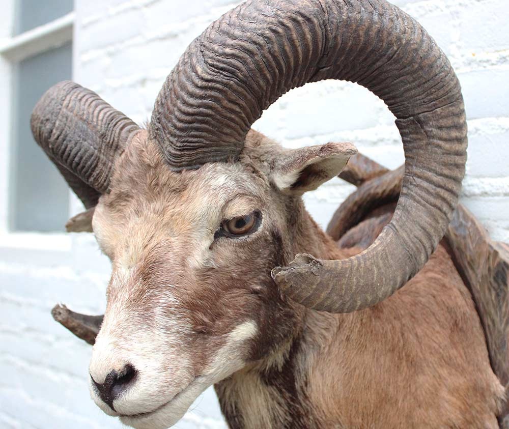 Decoratieve opgezette KOP MOEFLON RAM op bewerkt houten schild